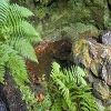 Plants: image 57 Of 208 Thumb